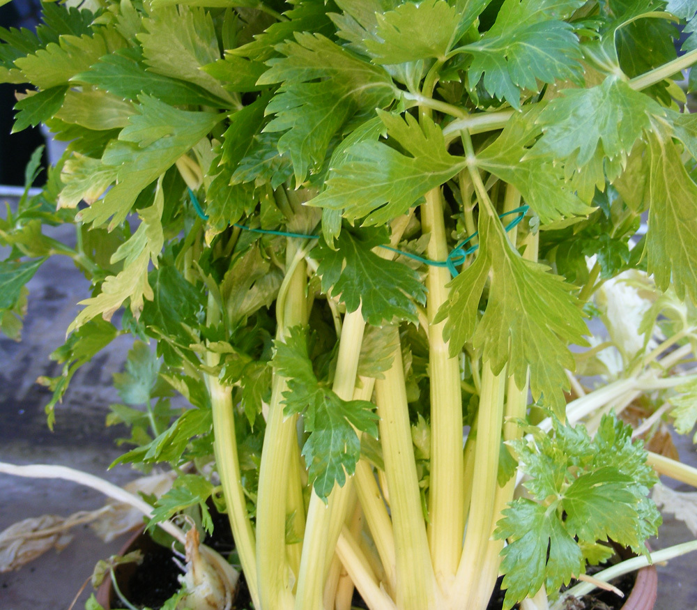 เซเลอรี่ โกลเด้น - Golden Celery