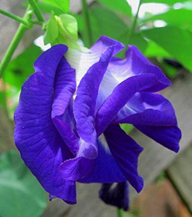 เมล็ดพันธุ์ ดอกอัญชัน สีม่วงกลีบซ้อน 4-5 ชั้น Purple Double Butterfly Pea Seed