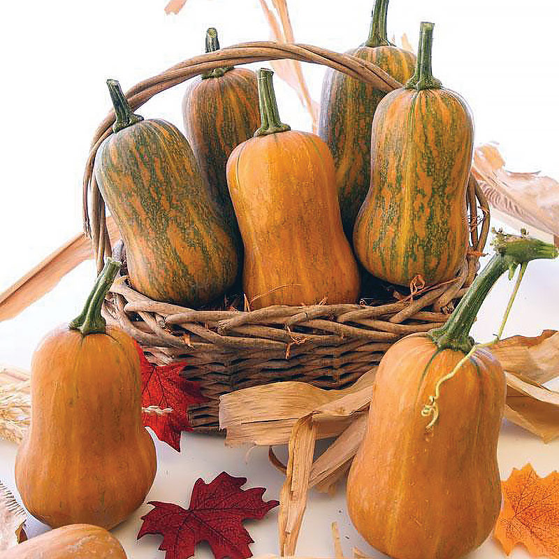 ฮันนี่นัท มินิบัตเตอร์นัท - Honeynut squash