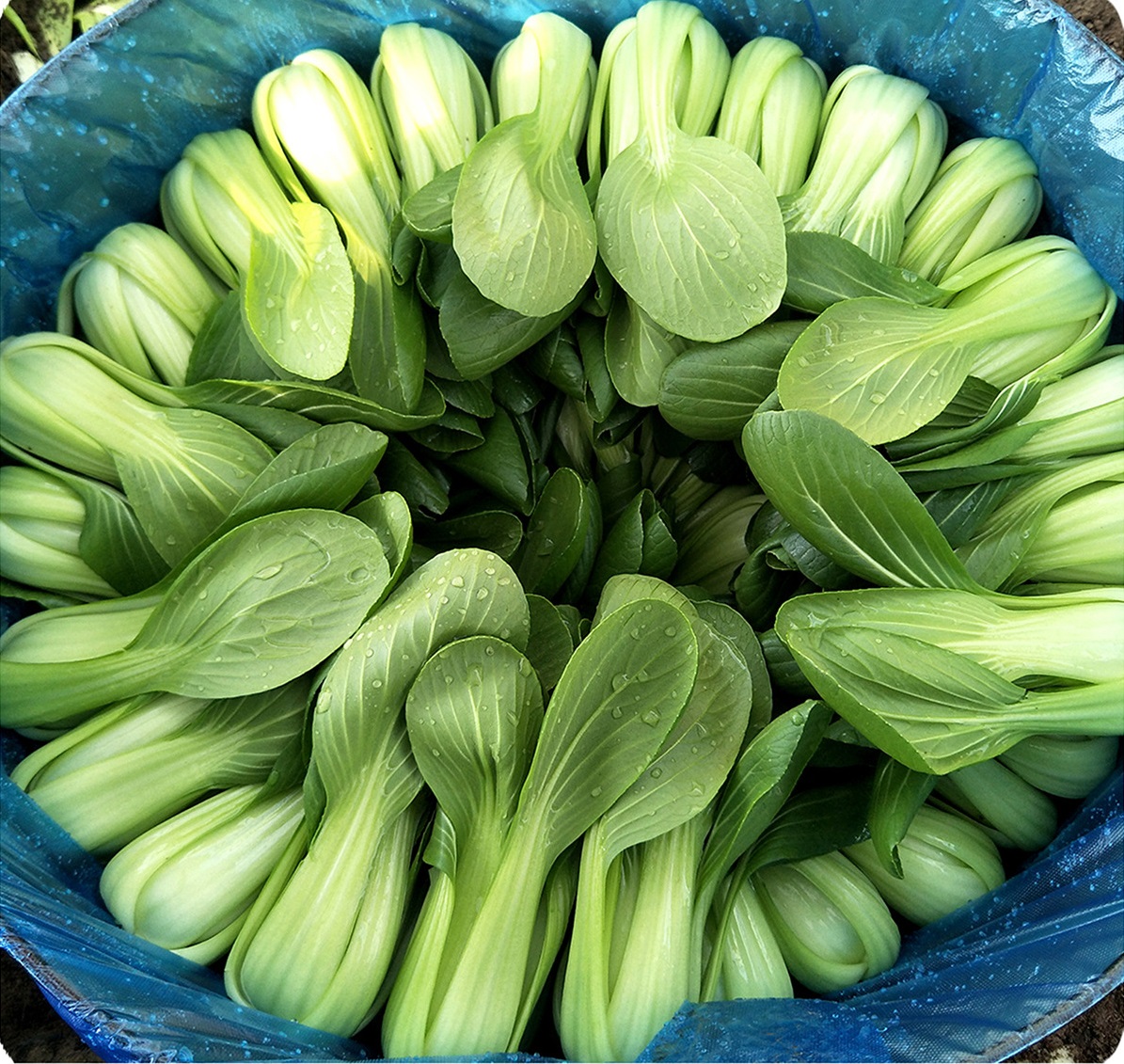 (Whole 1 Oz) เมล็ดพันธุ์ กวางตุ้งฮ่องเต้ หัวลู่ - Hualu Green Pakchoi F1 Seed