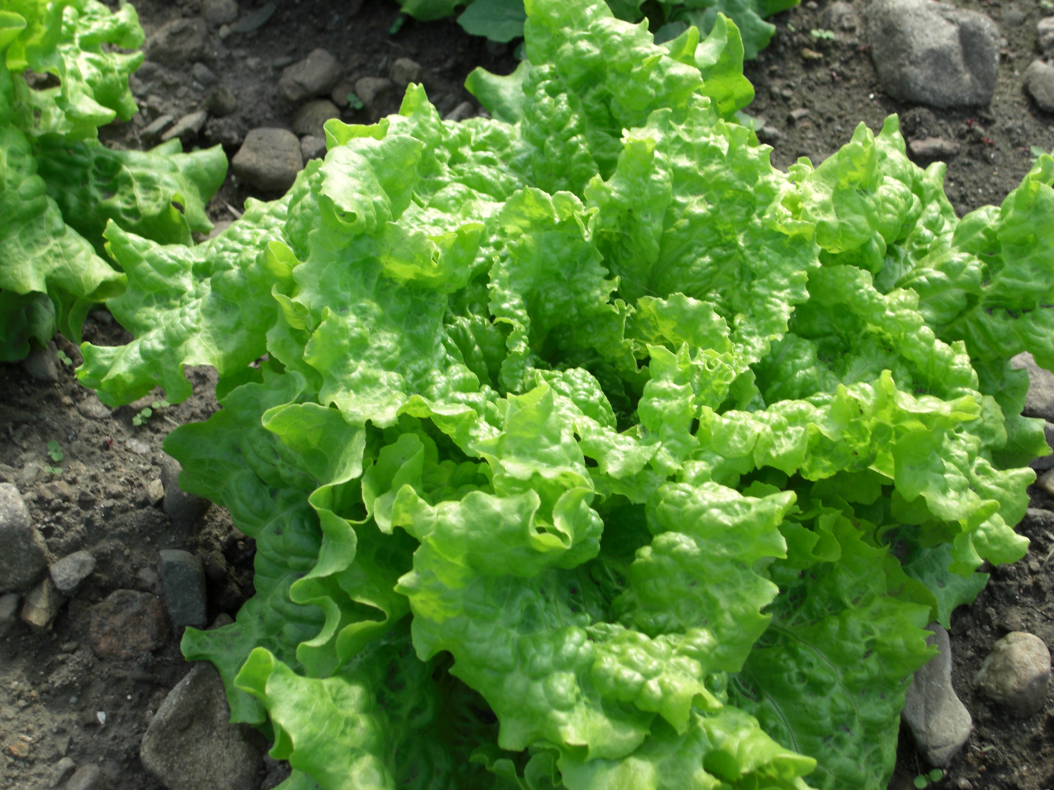 ผักสลัด ซิมสัน - Simpson Lettuce