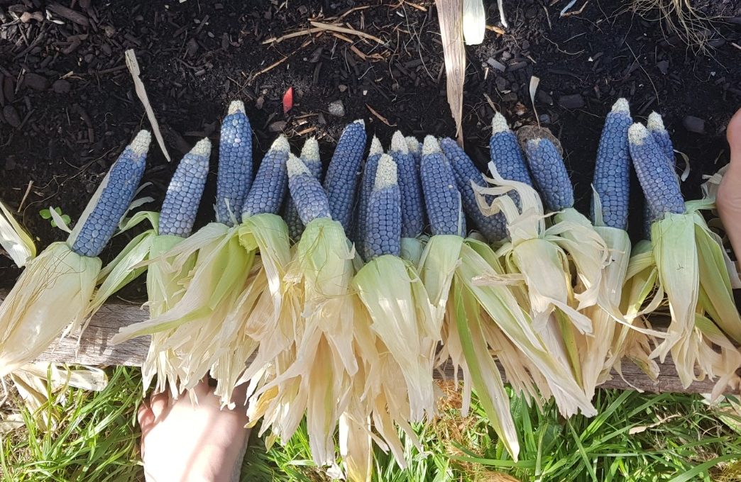 ข้าวโพด ชาแมนบลู ป็อปคอร์น - Shaman Blue Popcorn