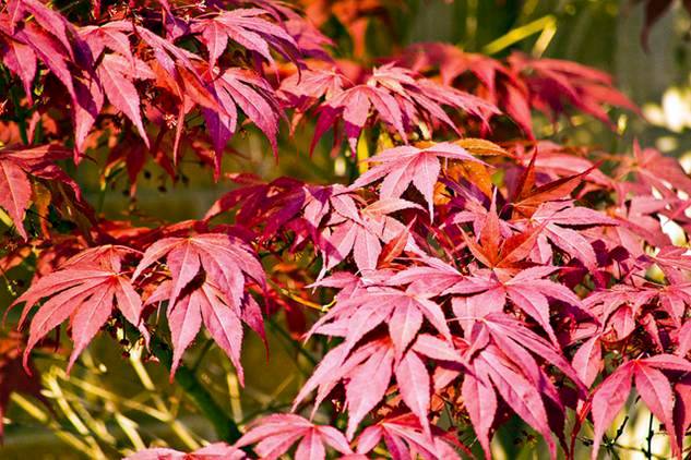 เมเปิลแดง ญี่ปุ่น - Red Japanese Maple Tree