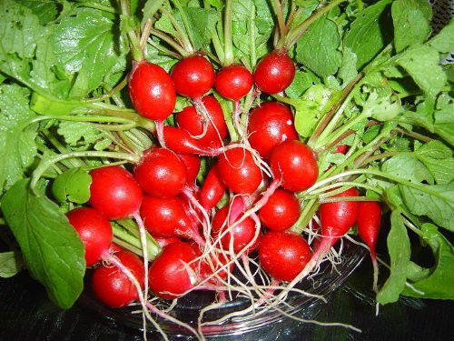 (Whole 1 Oz) เรดิชเชอรี่ - Cherry Belle Radish
