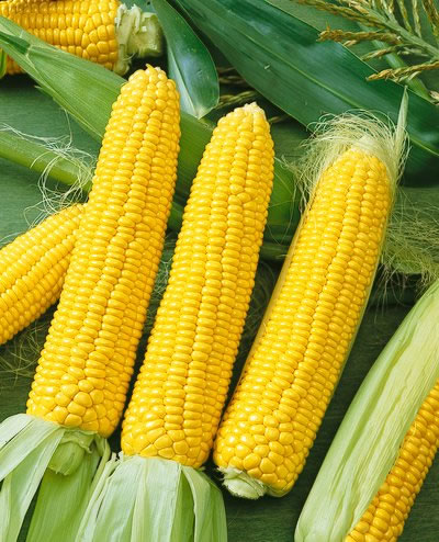 ข้าวโพดหวานน้ำผึ้ง - Honey Select Sweet Corn F1