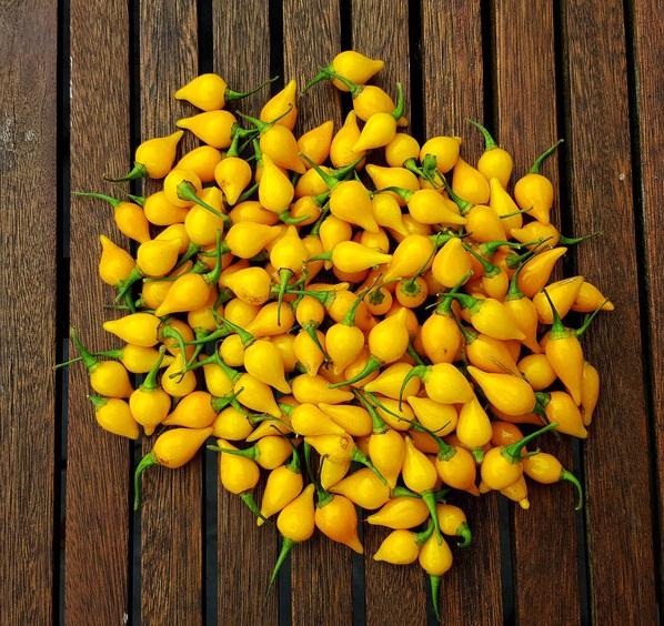 พริกไบควินโฮสีเหลือง - Yellow Biquinho Pepper