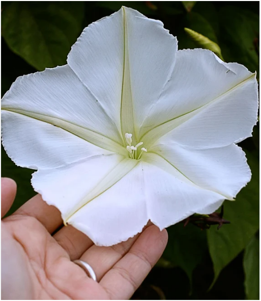 เมล็ดพันธุ์ ดอกชมจันทร์ White Morning Glory Seed 20 เมล็ด
