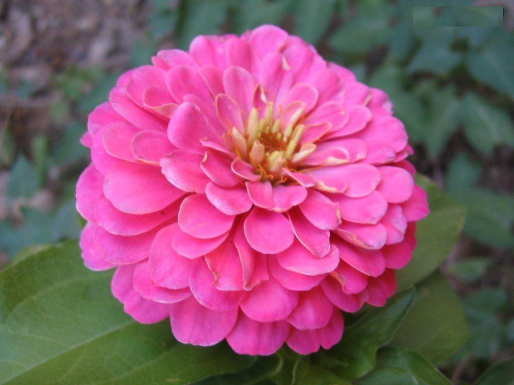 ดอกบานชื่นสีชมพู - Mixed Pink Zinnia Flower