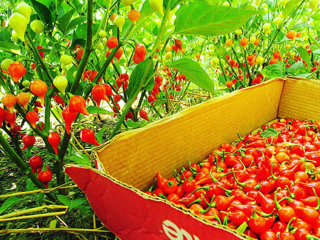 พริกไบควินโฮ - Biquinho Pepper