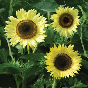 ทานตะวันเลม่อนควีน - Lemon queen sunflower