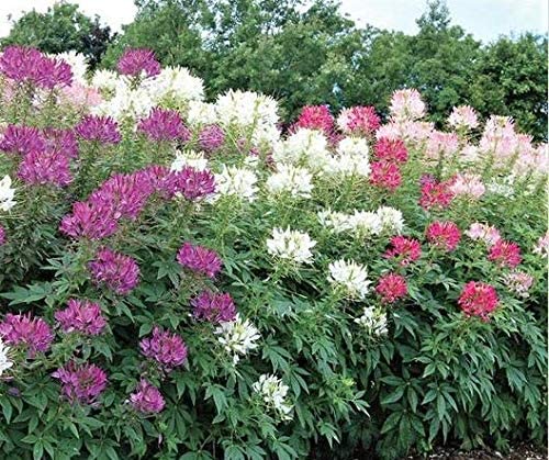 ดอกคลีโอเม่ สไปเดอร์แพลนท์ คละสี - Spider Plants Cleome Flower