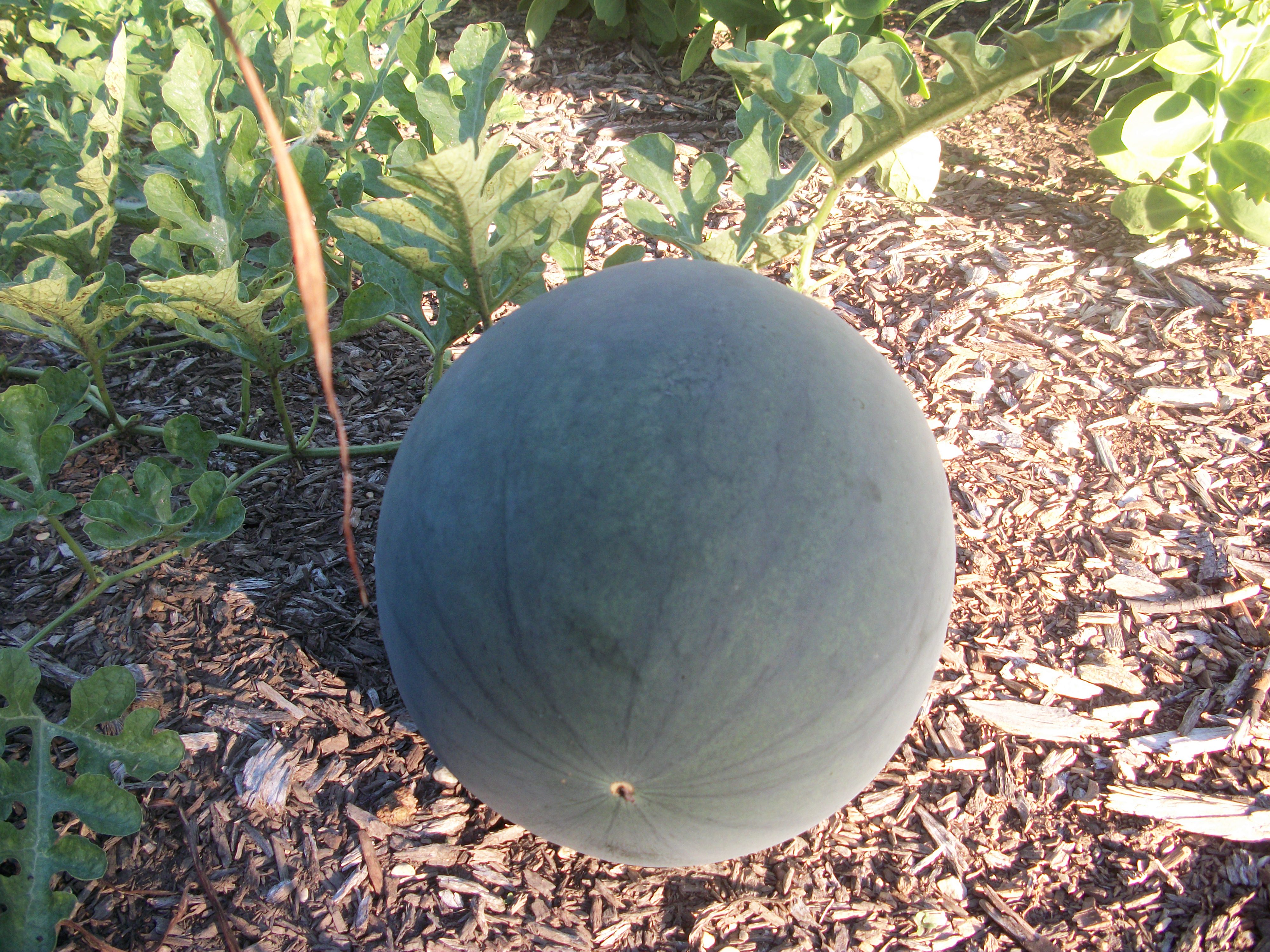 แตงโมชูก้าเบบี้ - Sugar Baby Watermelon