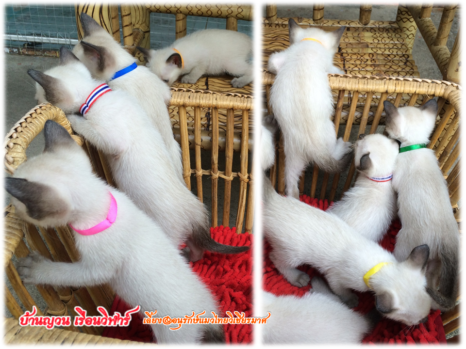 น้องแมว 12/1/2559