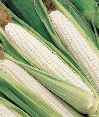 ข้าวโพดหวานขาว ซิลเวอร์คิงส์ - Silver King Corn F1