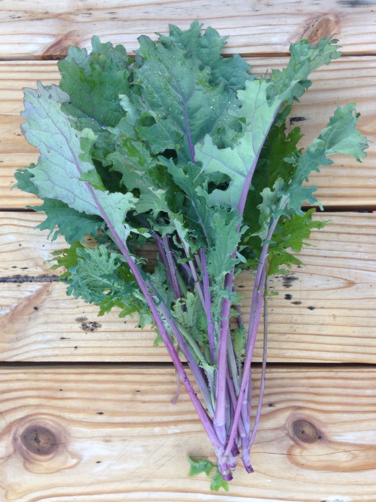 เคลแดงรัสเซีย - Red Russian Kale