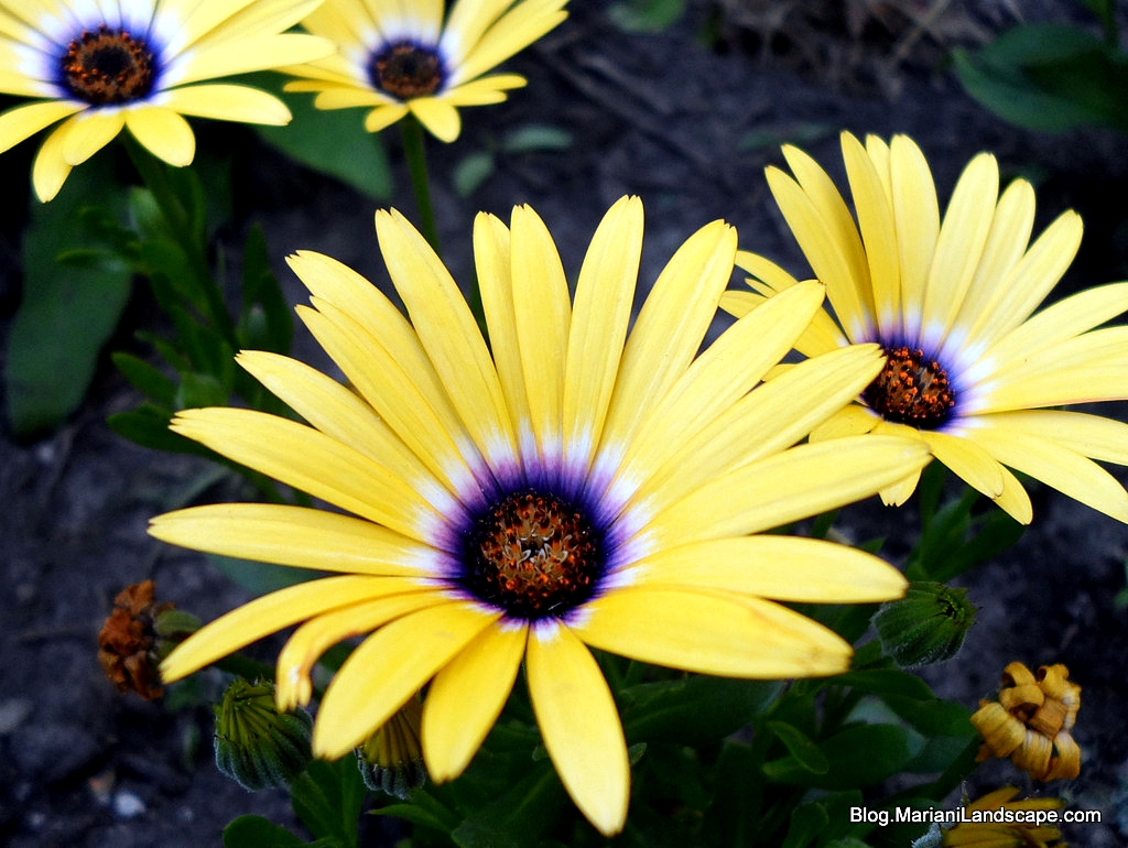 ดอกเดซี่แอฟริกา - African Daisy Flower