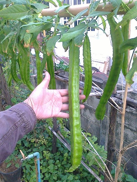ถั่วพูยักษ์ - Giant Winged Bean