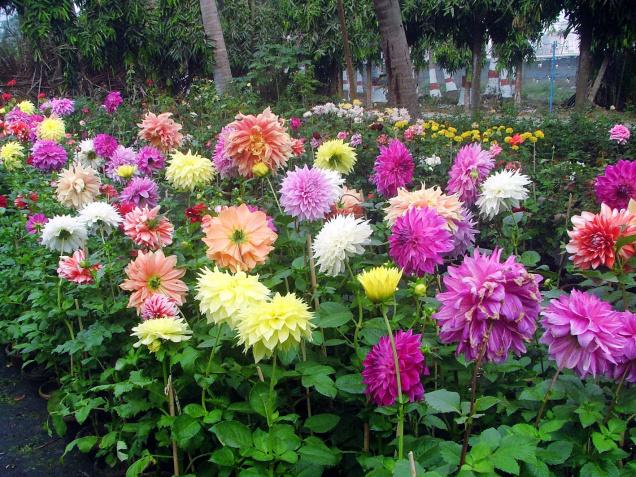 ดาเลียดินเนอร์เพลต(ดอกรักเร่) คละสี - Mix Dinner Plate Dahlia Flower