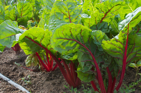 สวิสชาร์ดสีแดง - Ruby Red Swiss Chard Seed