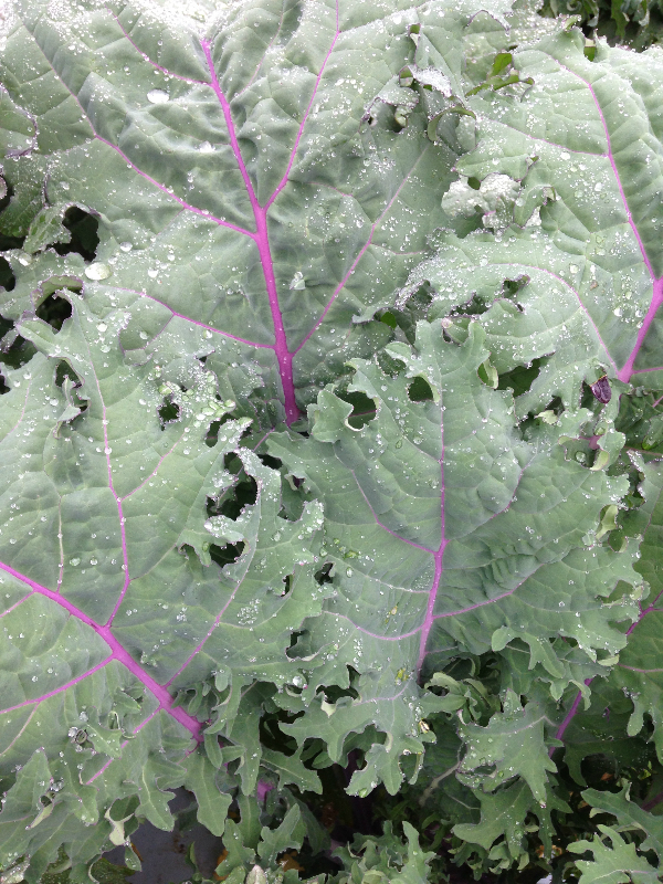 เคลแดงรัสเซีย - Red Russian Kale