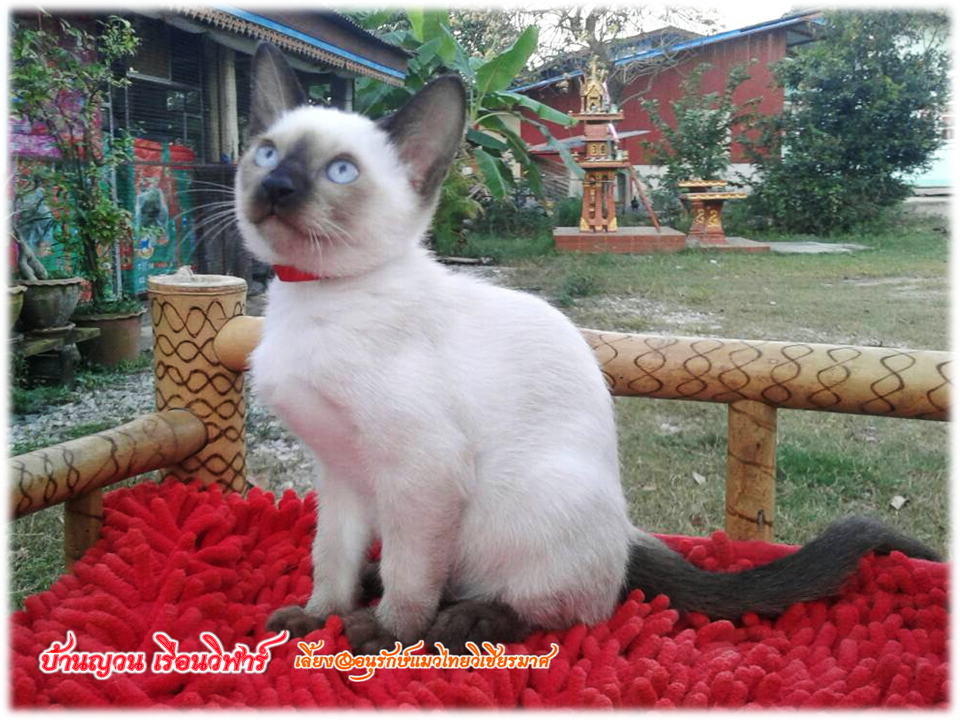 น้องแมวมาใหม่ วันที่ 2/1/2560