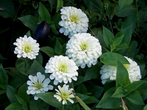 ดอกบานชื่นสีขาว - Mixed White Zinnia Flower