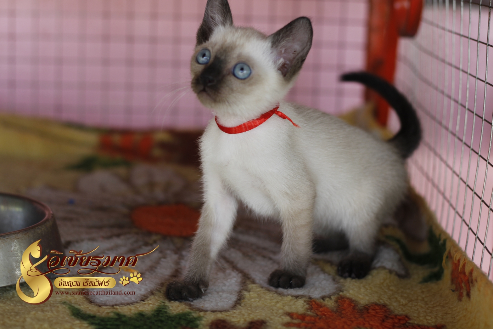 น้องแมวมาใหม่ รุ่น 6/2/2564