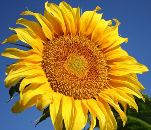 ทานตะวันแมมมอธ - Mammoth Sunflower