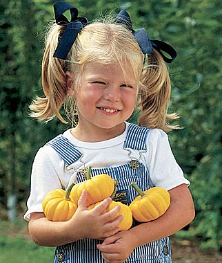 ฟักทองฮาโลวีนจิ๋ว แจ๊คบีลิตเติล - Jack Be Little Pumpkin