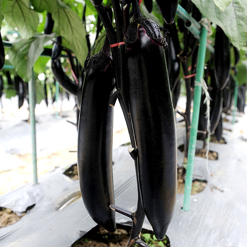 เมล็ดพันธุ์ มะเขือยาวม่วง โทมาฮ็อค Tomahawk Long Eggplant F1 Seed