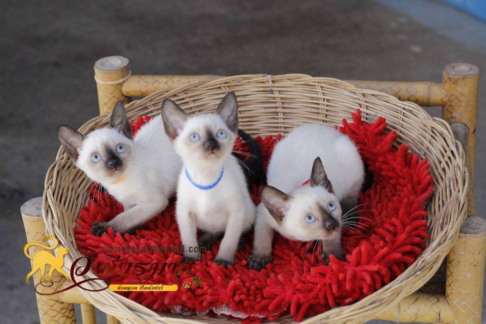 น้องแมว รุ่น 1-2/2565