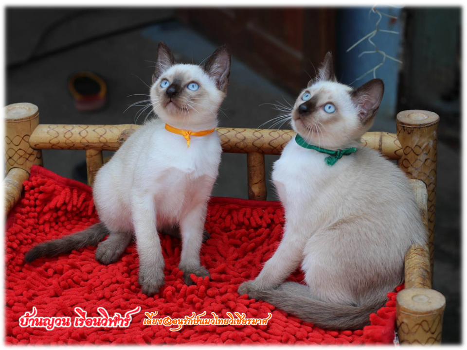 น้องแมวมมาใหม่ 2/2562