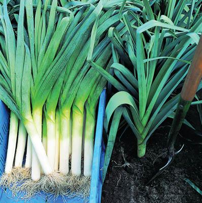 กะเทียมต้น - American Flag Leek