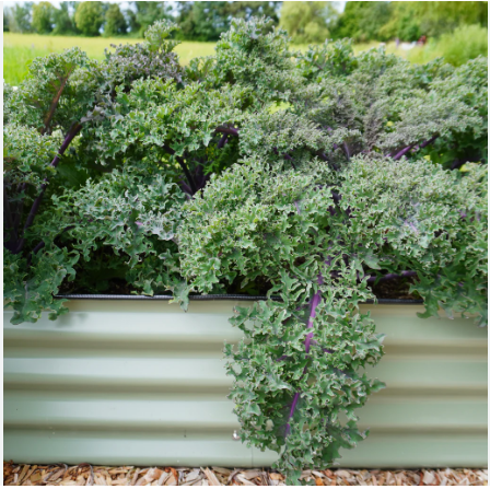 เคล เมดูซ่า - Medusa Kale Seed