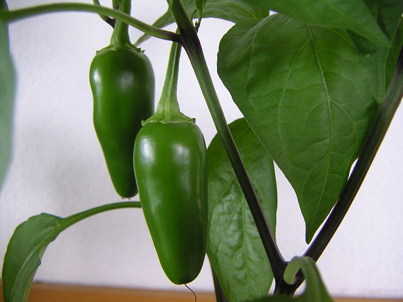 เมล็ดพันธุ์ พริกจาราปิโน่ - Jalapeno Mexican Pepper Seed