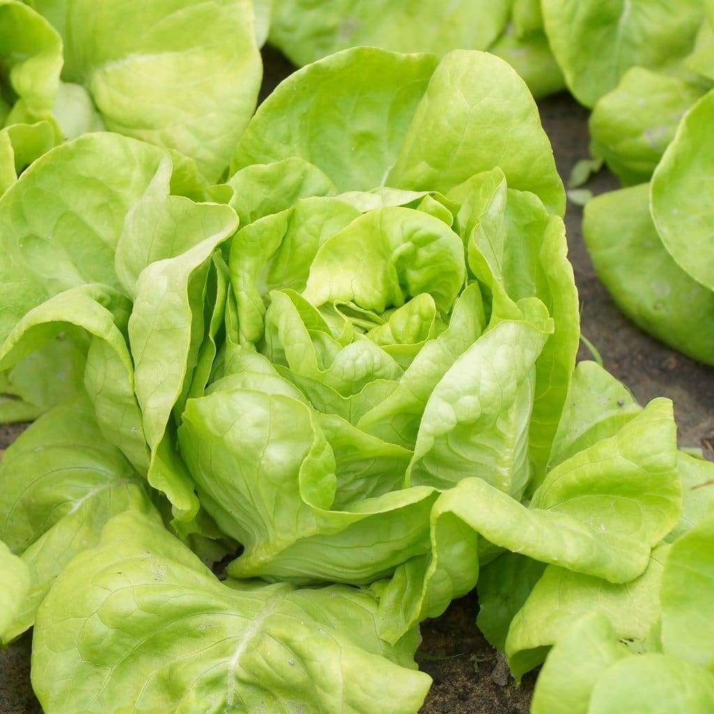 สลัด ไวท์บอสตัน - White Boston Lettuce