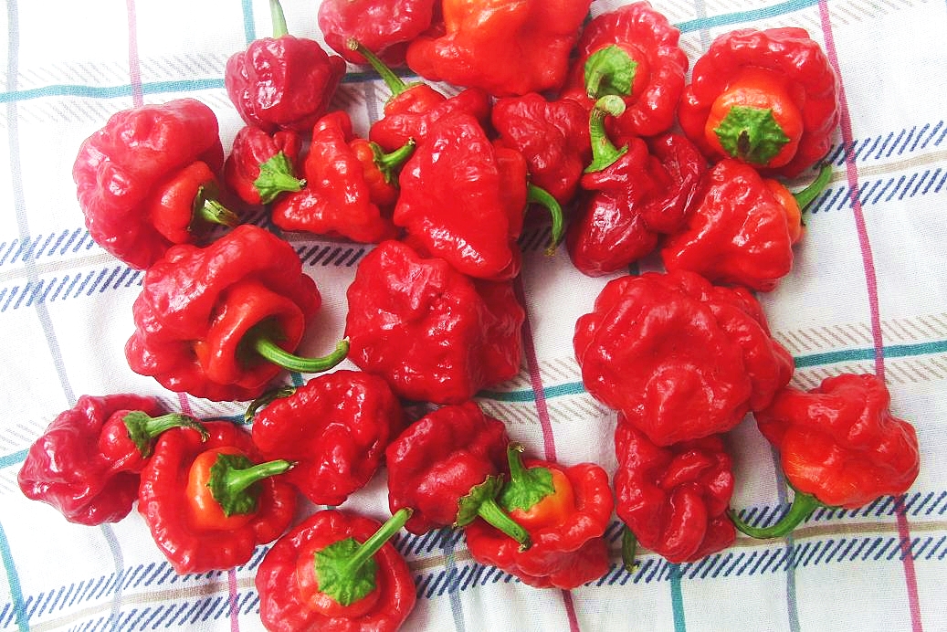 พริกจาไมก้า สีแดง - Red Jamaican Scotch Bonnet Pepper