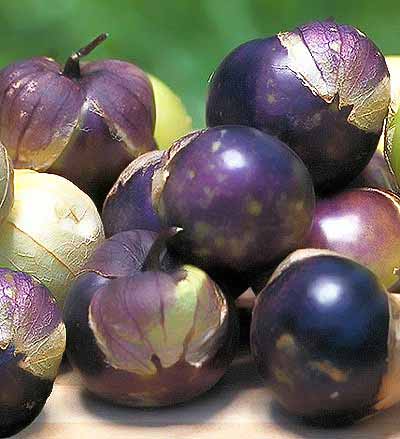 โทมาทิลโล่ สีม่วง - Purple Tomatillo