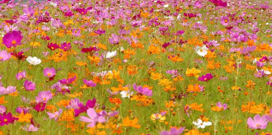 ดาวกระจายคละสี - Mix Color Cosmos Flower