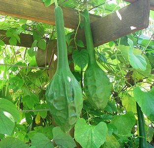 น้ำเต้าไดโนซอร์ - Dinosaur Gourd