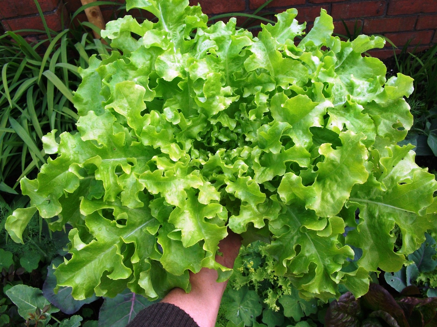 ผักสลัดโบว์ลเขียว - White Salad Bowl Lettuce
