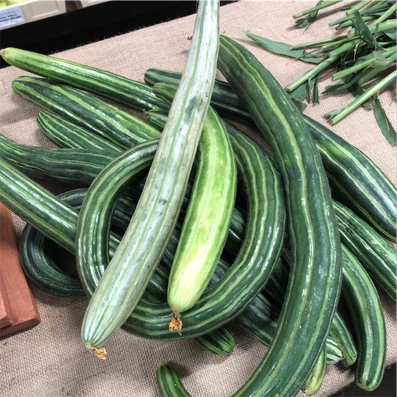 แตงกวางู - Painted Serpent Cucumber