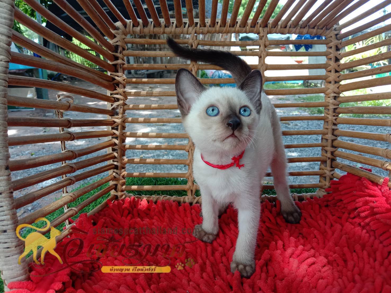 ลูกแมววิเชียรมาศรุ่น 8/2568