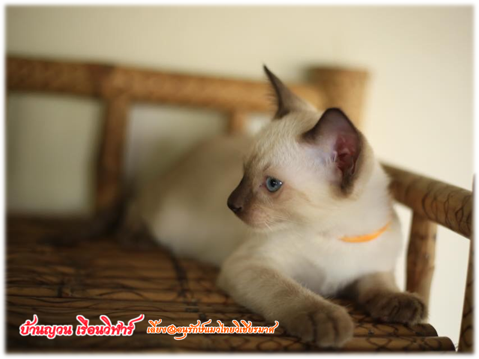 น้องแมวมาใหม่ วันที่ 1/4/2560