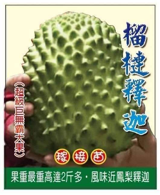 น้อยหน่า ทุเรียน ไต้หวัน ผลใหญ่ 1-2 โล เนื้อหนัง หวานอร่อย ต้นสูง 50 cm.ขึ้นไป