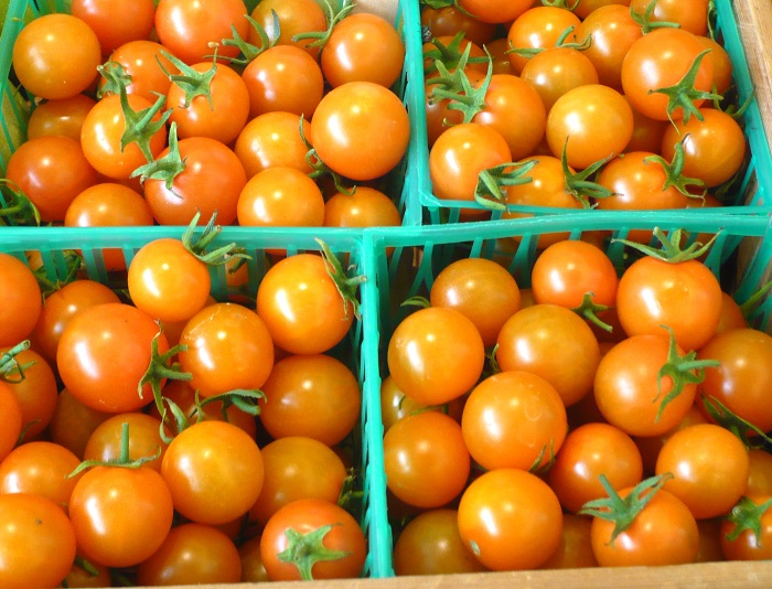 มะเขือเทศซันโกลด์ - Sun Gold Tomato F1