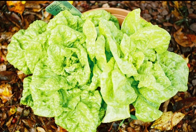 สลัด ไวท์บอสตัน - White Boston Lettuce