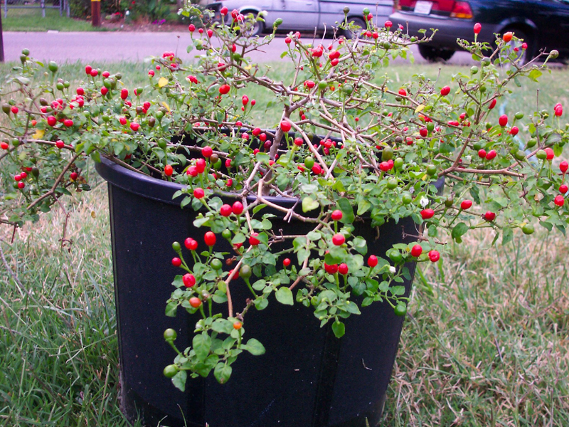 พริกเทพิน - Tepin Pepper