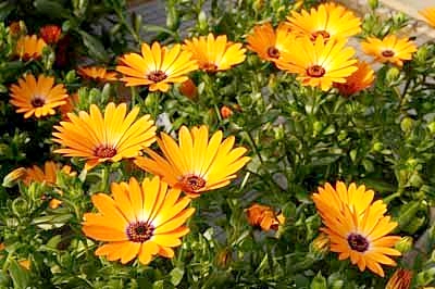 ดอกเดซี่แอฟริกา - African Daisy Flower