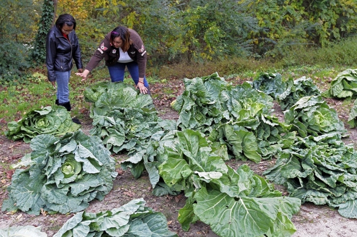 เมล็ดพันธุ์ ปูเล่ฝรั่ง มอร์ริส เฮดดิ้ง - Morris heading collards Seed